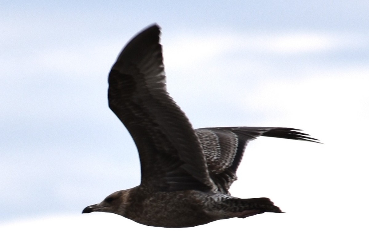 California Gull - ML642630738