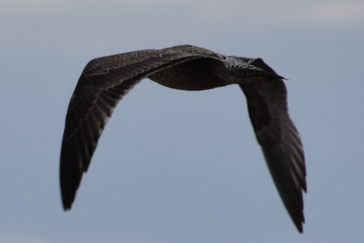 California Gull - ML642630739