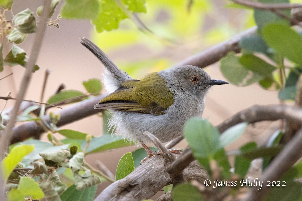 Green-backed Camaroptera - ML642630740