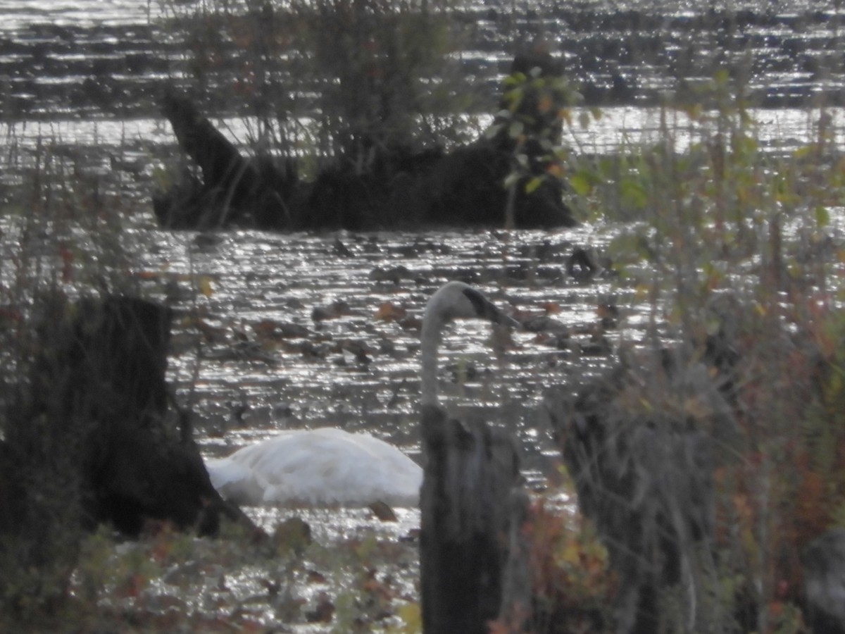 Trumpeter Swan - ML642630741