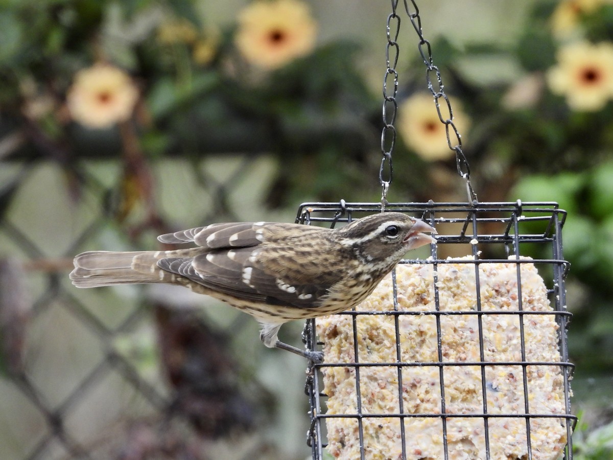 Rose-breasted Grosbeak - ML642630760