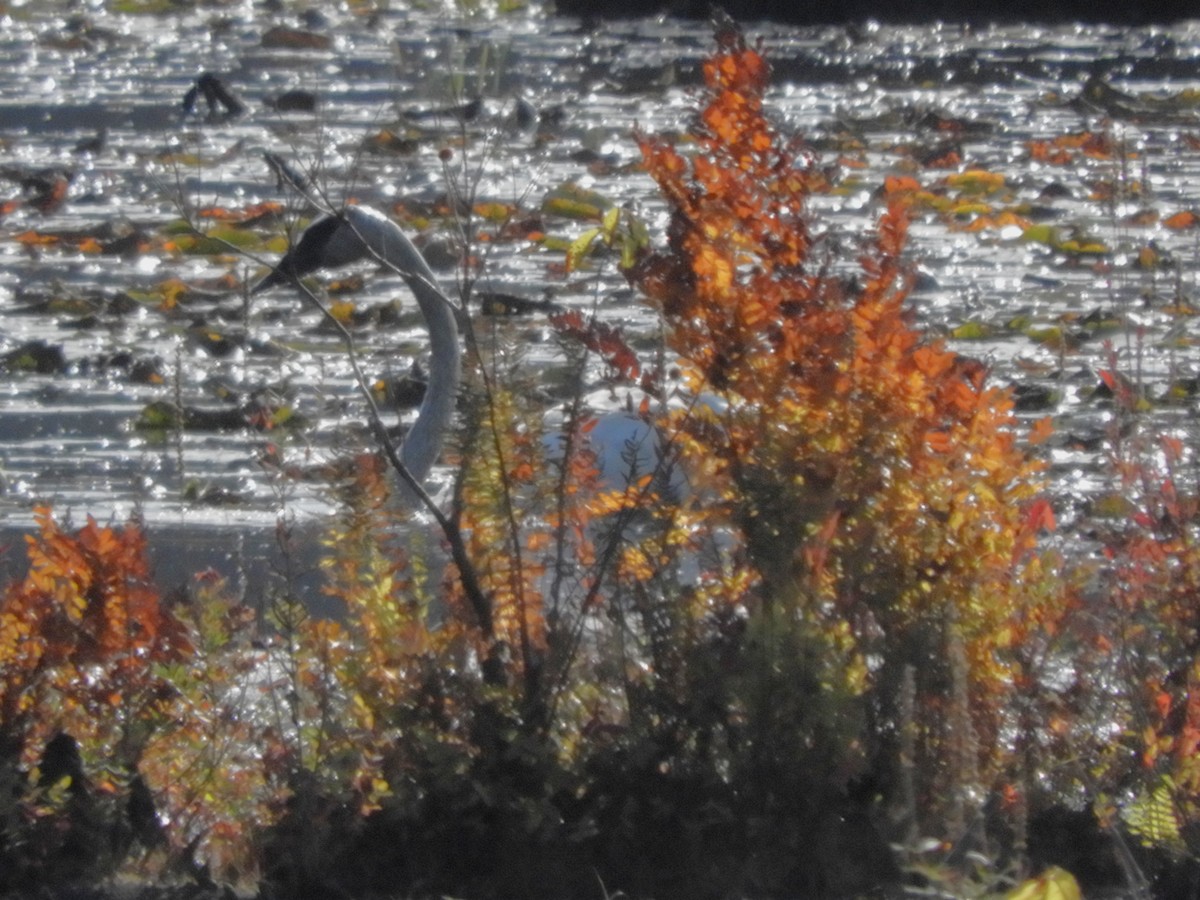 Trumpeter Swan - ML642630762