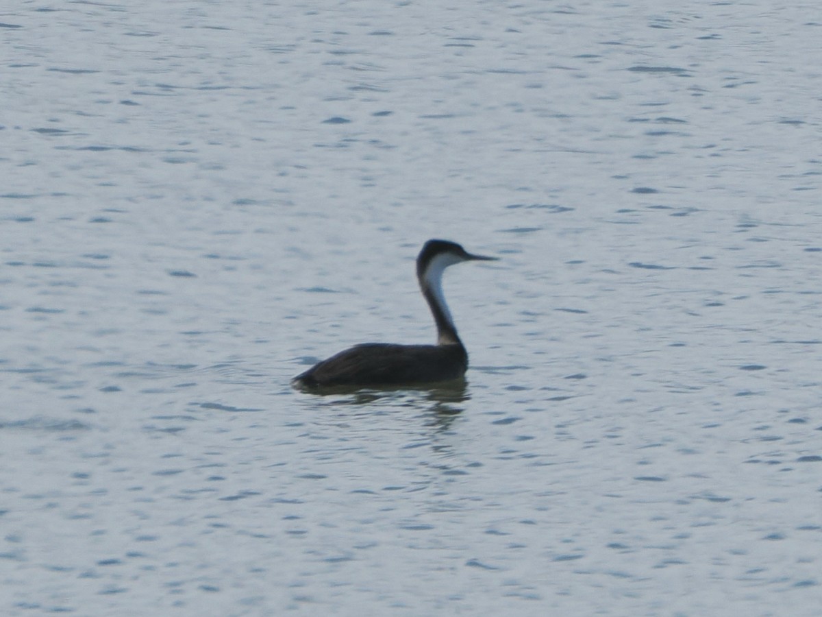 Western/Clark's Grebe - ML642630779