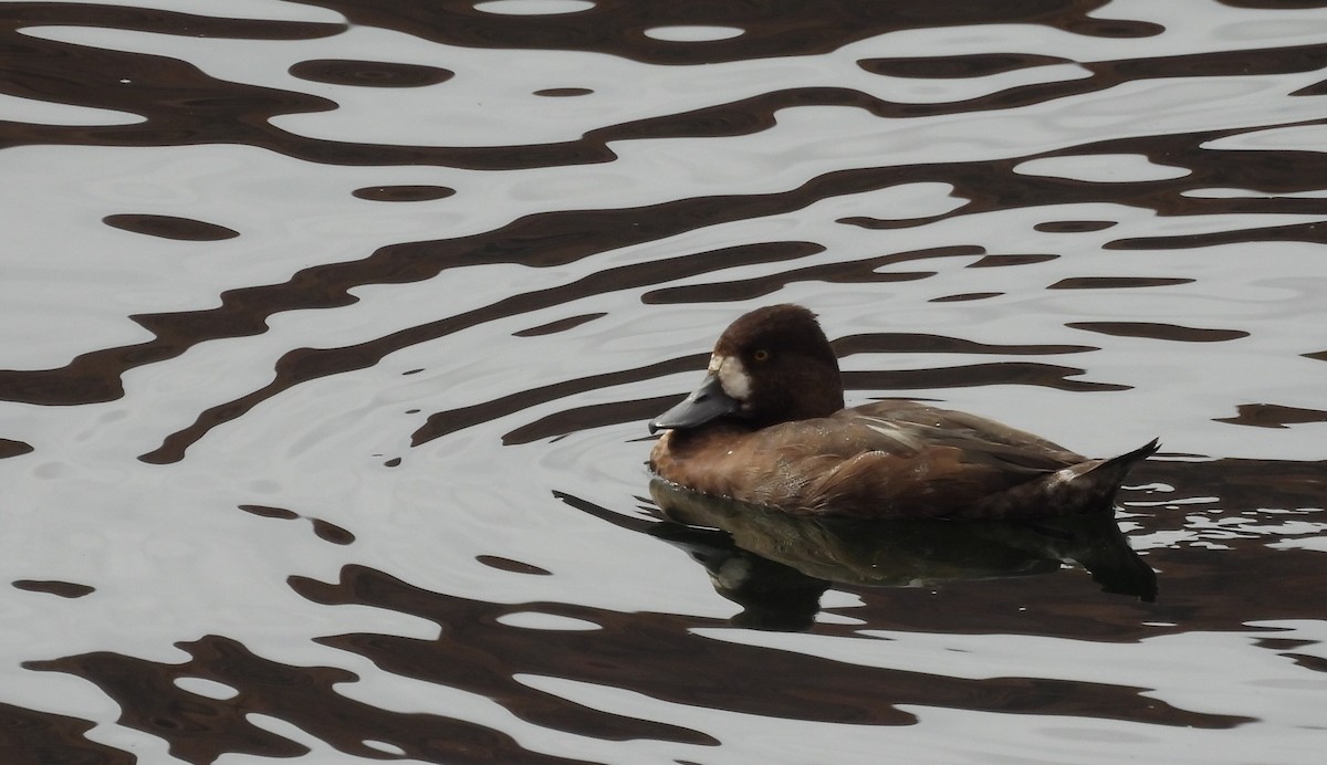 Lesser Scaup - ML642630799