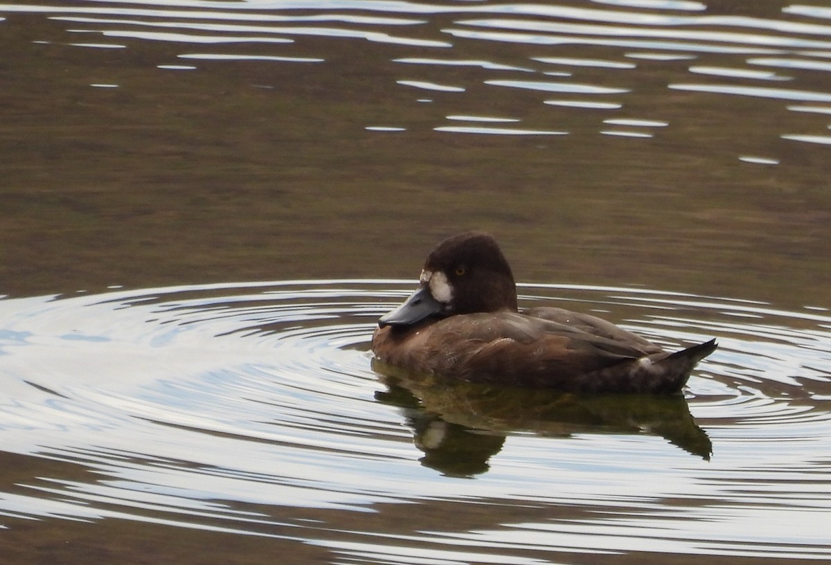 Lesser Scaup - ML642630800