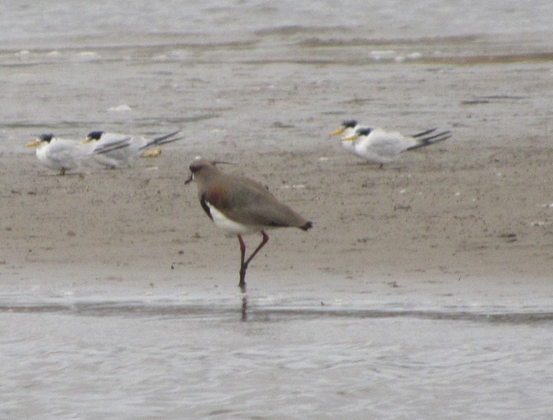 Yellow-billed Tern - ML642630881