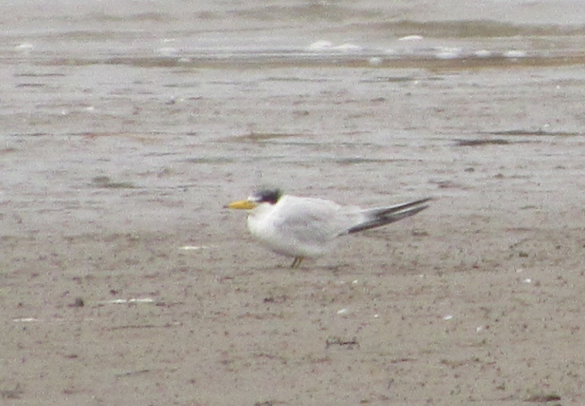 Yellow-billed Tern - ML642630882