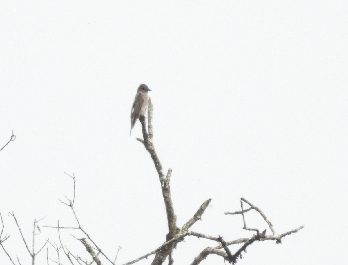 Olive-sided Flycatcher - ML642630898