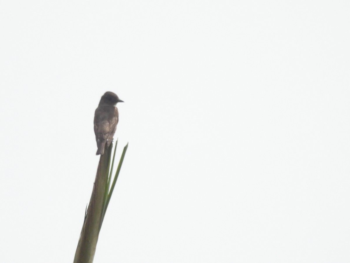 Olive-sided Flycatcher - ML642630899