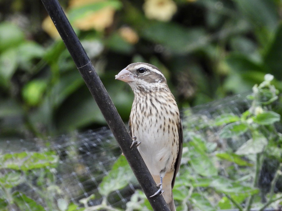 Rose-breasted Grosbeak - ML642630916