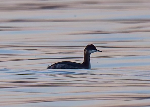 ML642630947 - Eared Grebe - Macaulay Library
