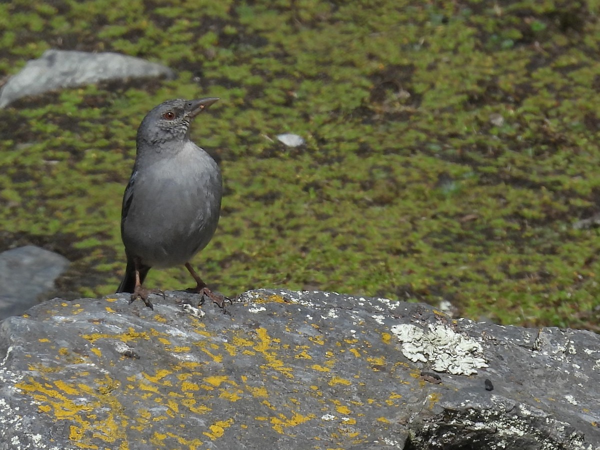 Boulder Finch - ML642630962