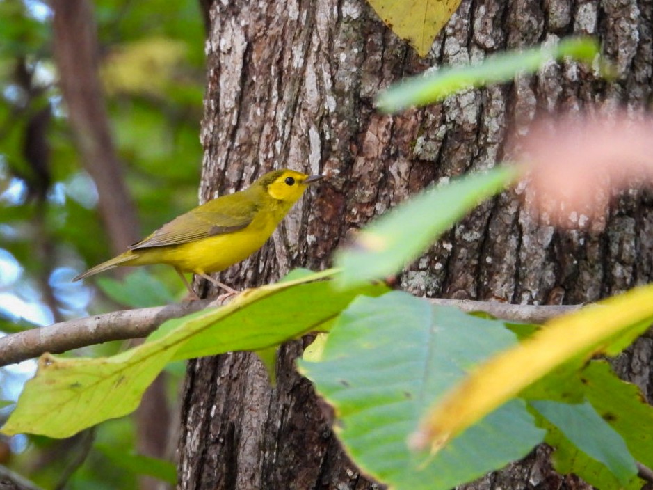 Hooded Warbler - ML642630971