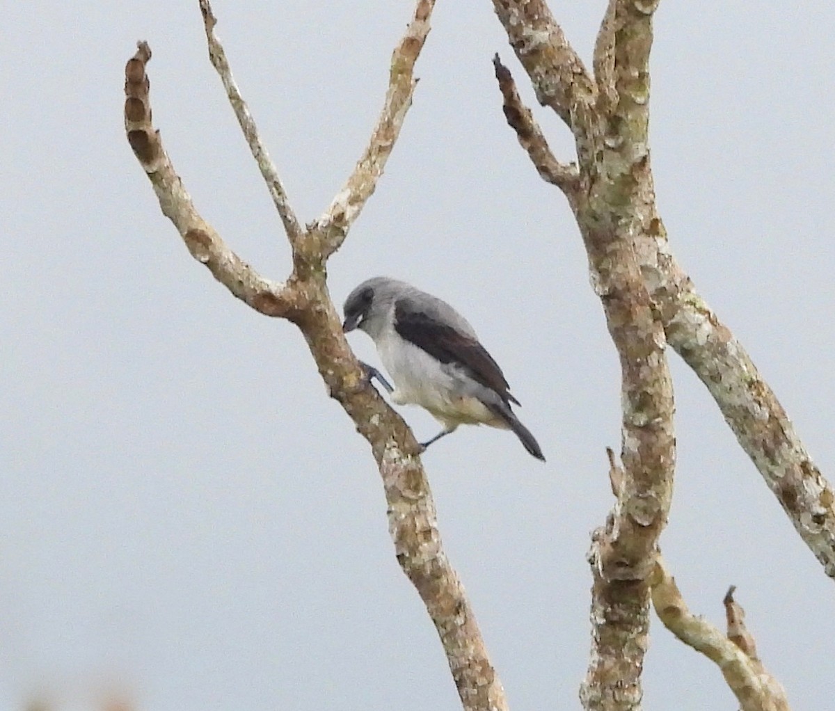 Plain-colored Tanager - ML642630972