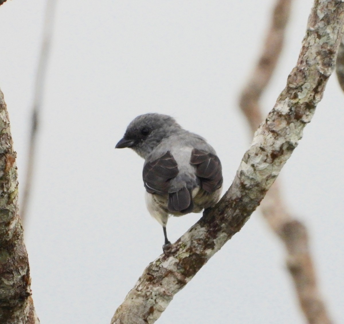 Plain-colored Tanager - ML642630973
