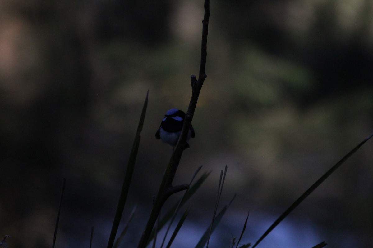 Superb Fairywren - ML642630983