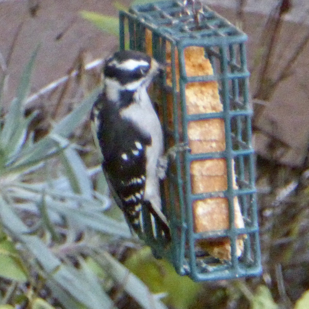 Downy Woodpecker - ML642630995