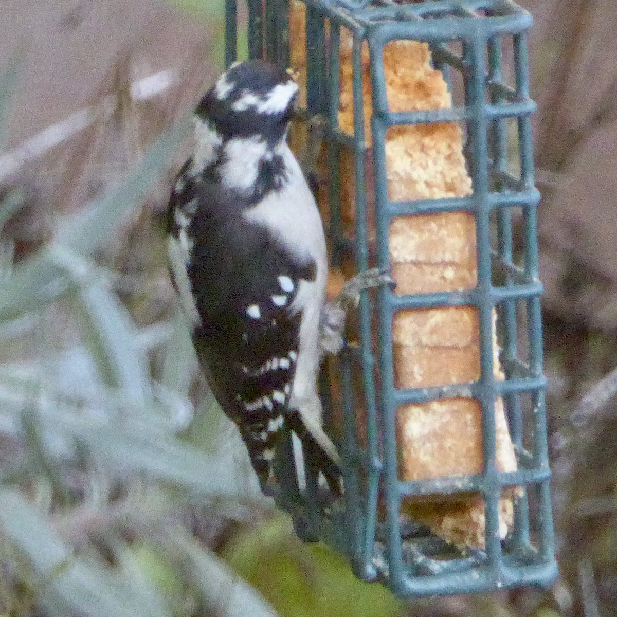Downy Woodpecker - ML642631005