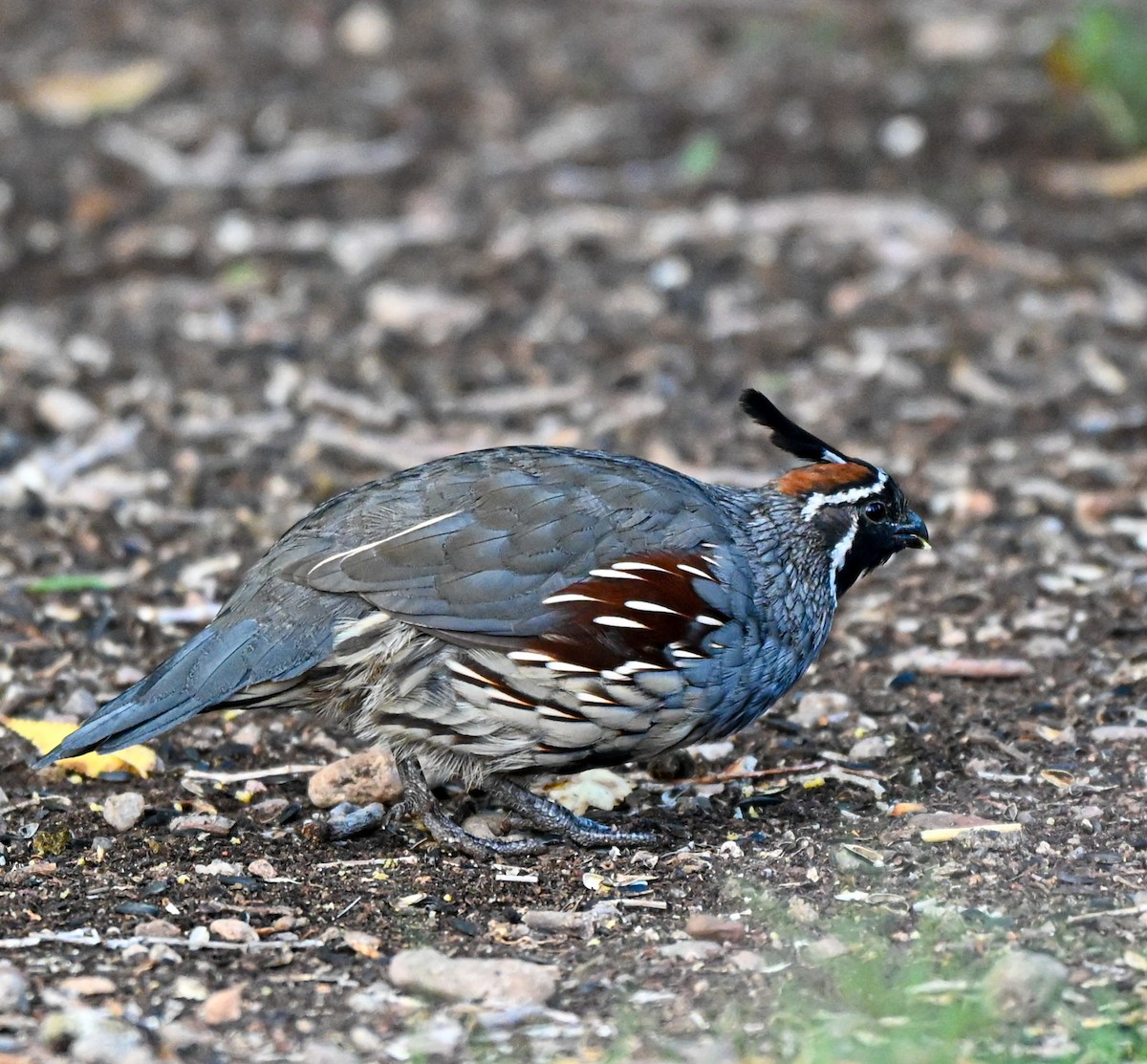 Gambel's Quail - ML642631017