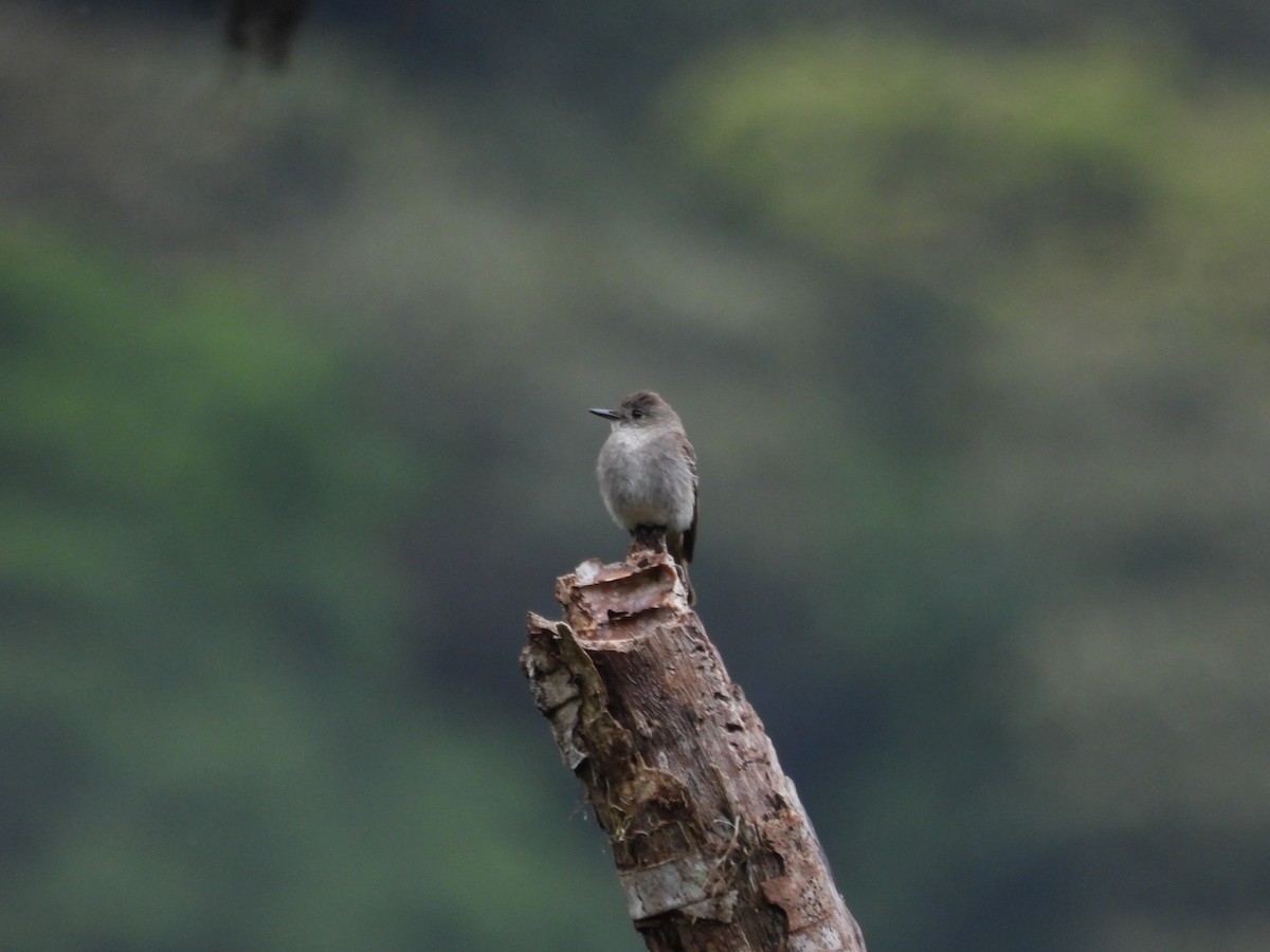 Western/Eastern Wood-Pewee - ML642631048