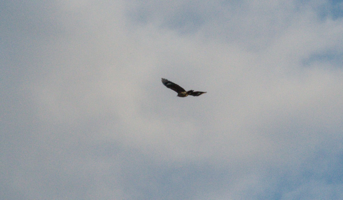 Common Nighthawk - ML642631052