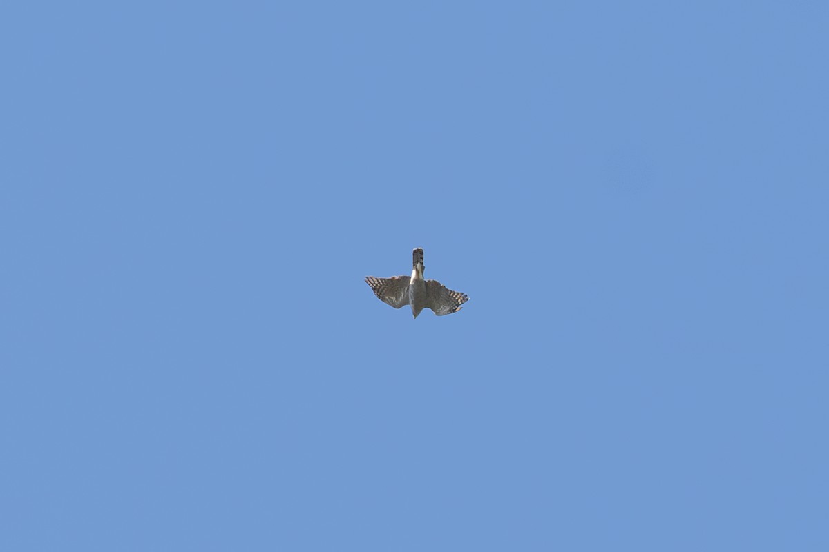 American Goshawk - ML642631054