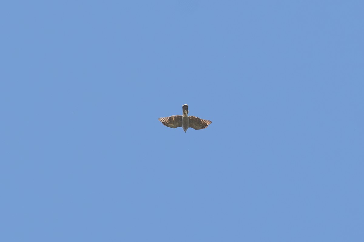 American Goshawk - ML642631055