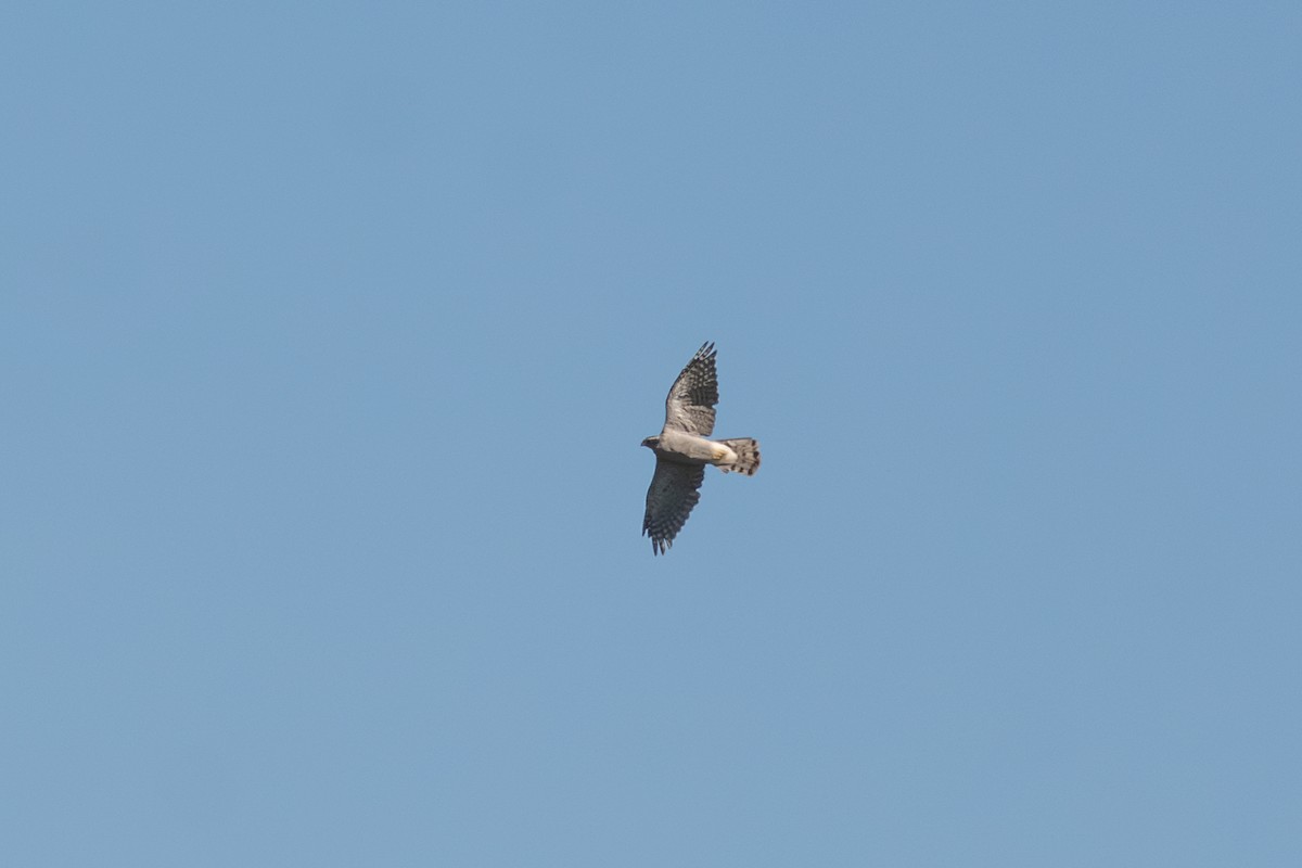 American Goshawk - ML642631056
