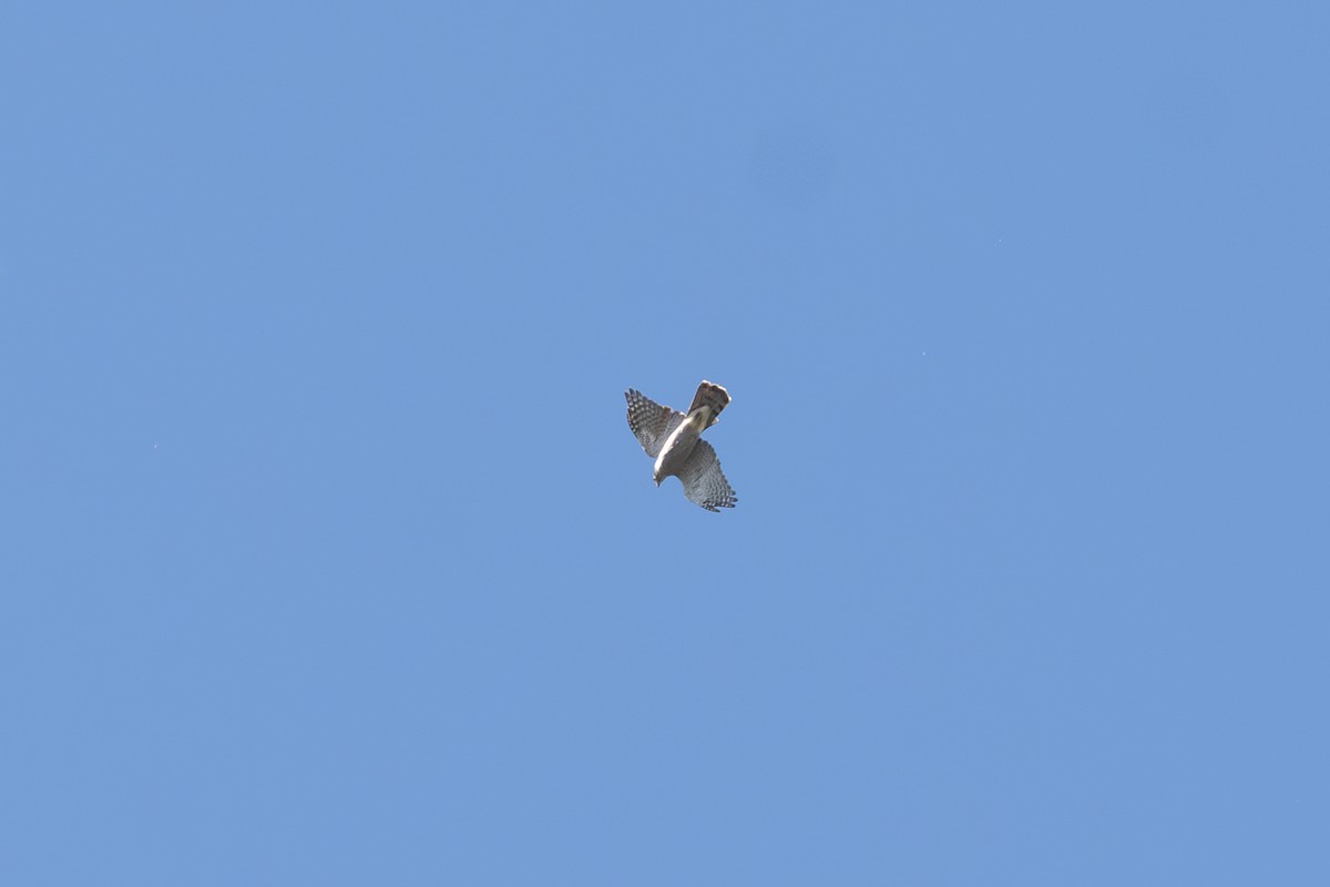 American Goshawk - ML642631057