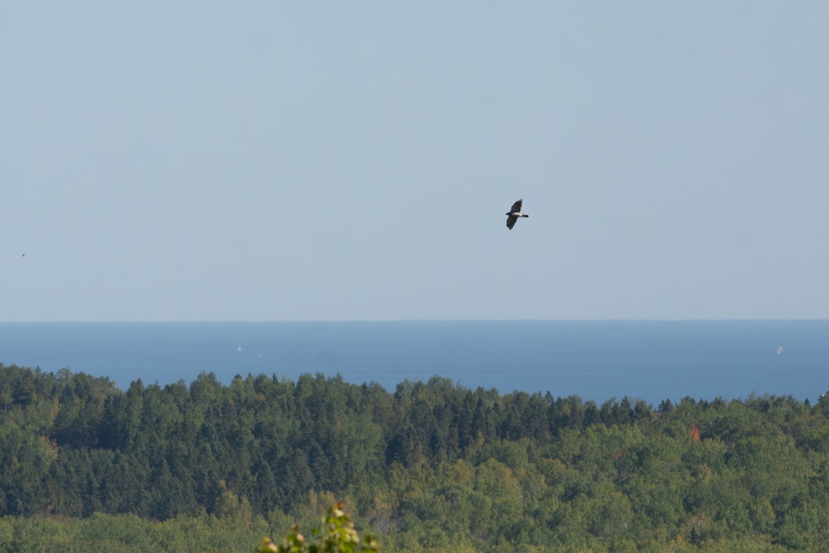American Goshawk - ML642631058