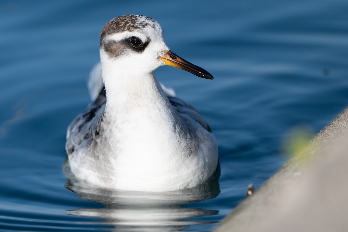 Red Phalarope - ML642631060