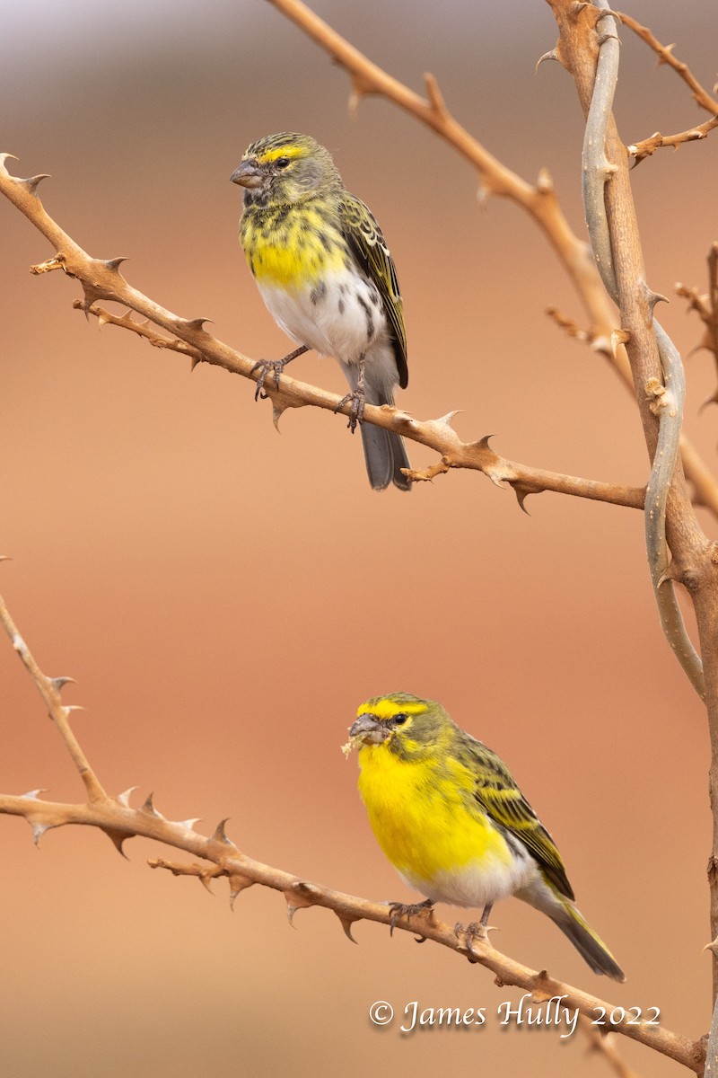 White-bellied Canary - ML642631061