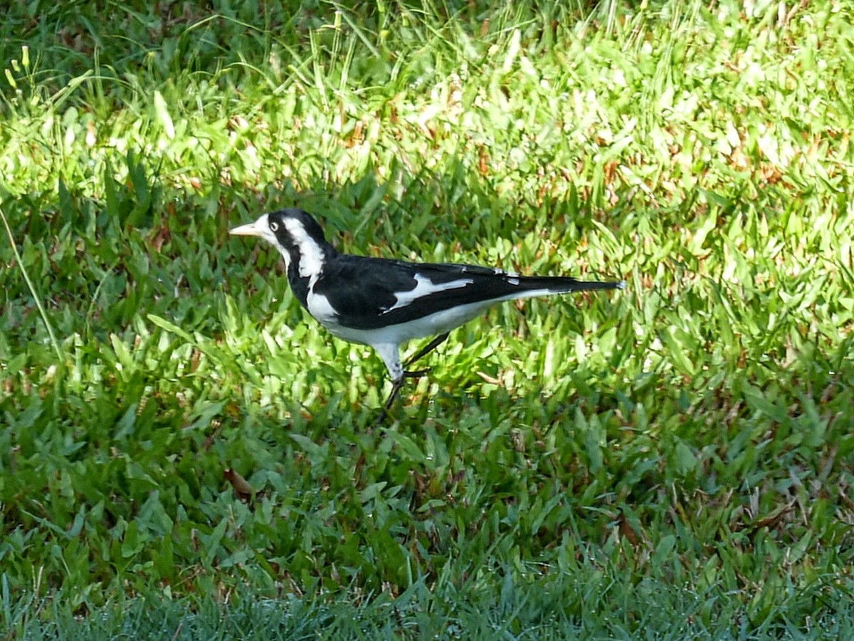 Magpie-lark - ML642631062