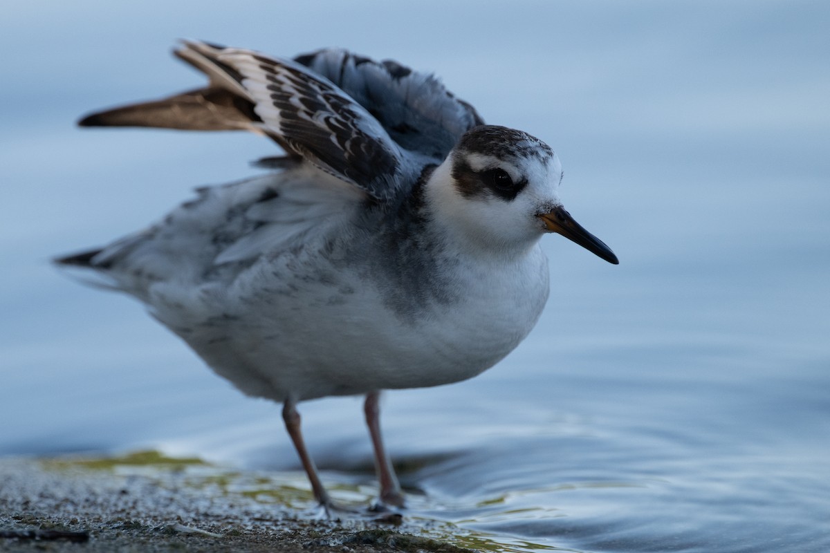 Red Phalarope - ML642631064