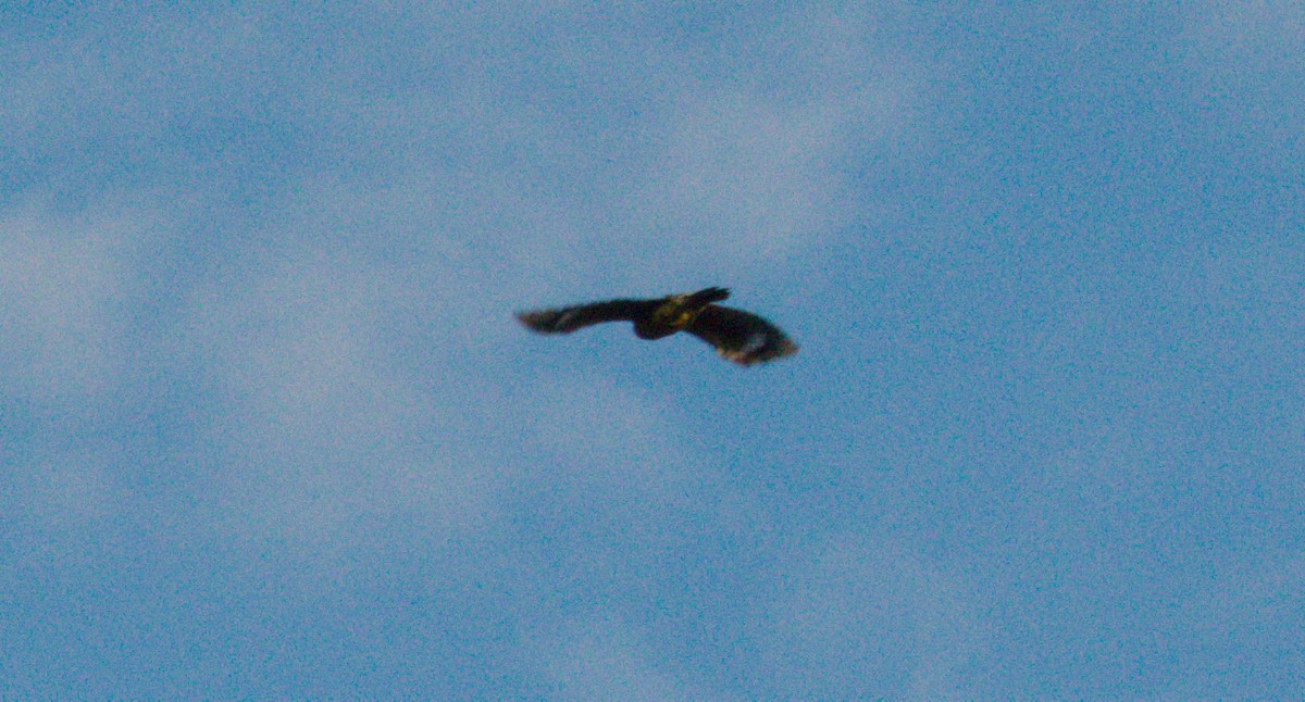 Common Nighthawk - ML642631069