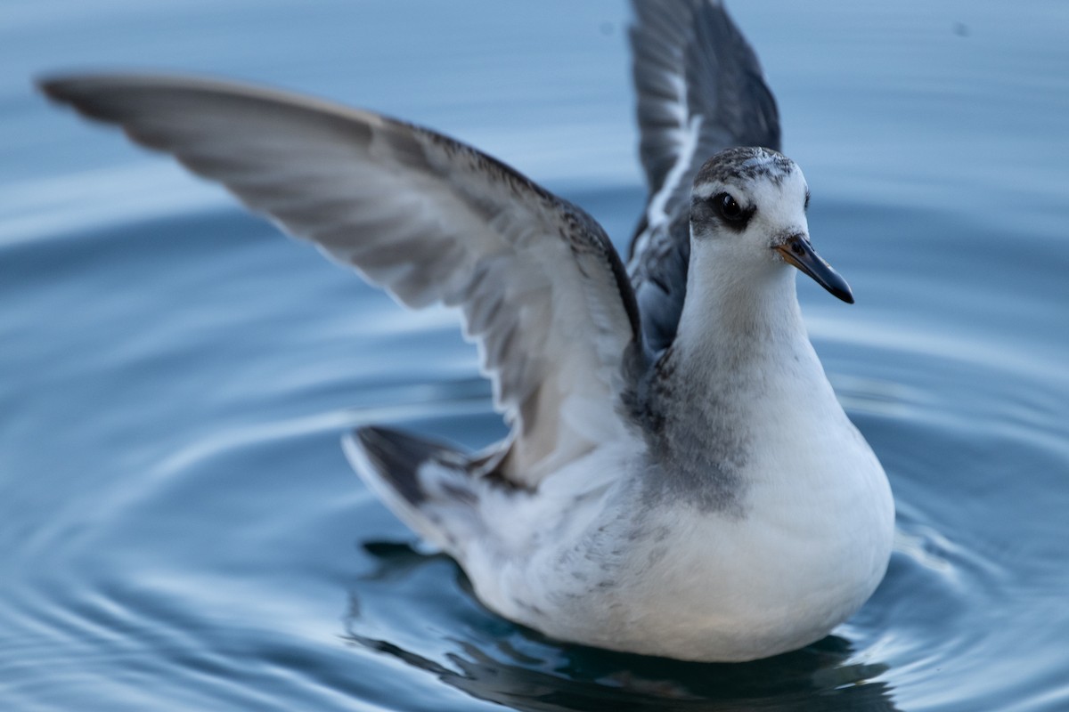 Red Phalarope - ML642631070