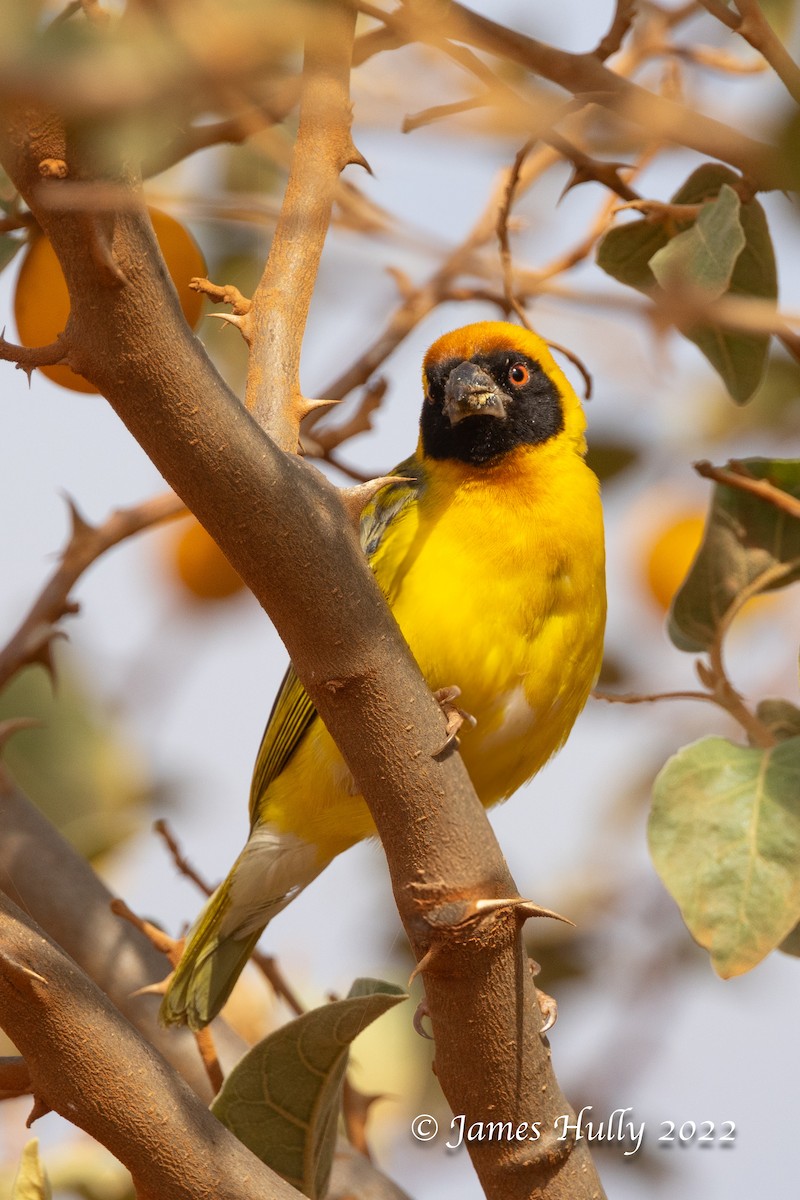 Vitelline Masked-Weaver - ML642631072
