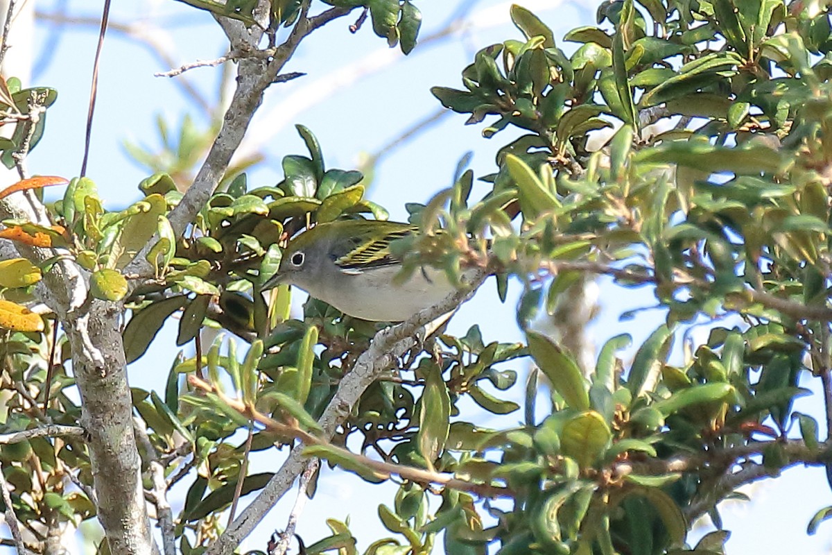 Chestnut-sided Warbler - ML642631075