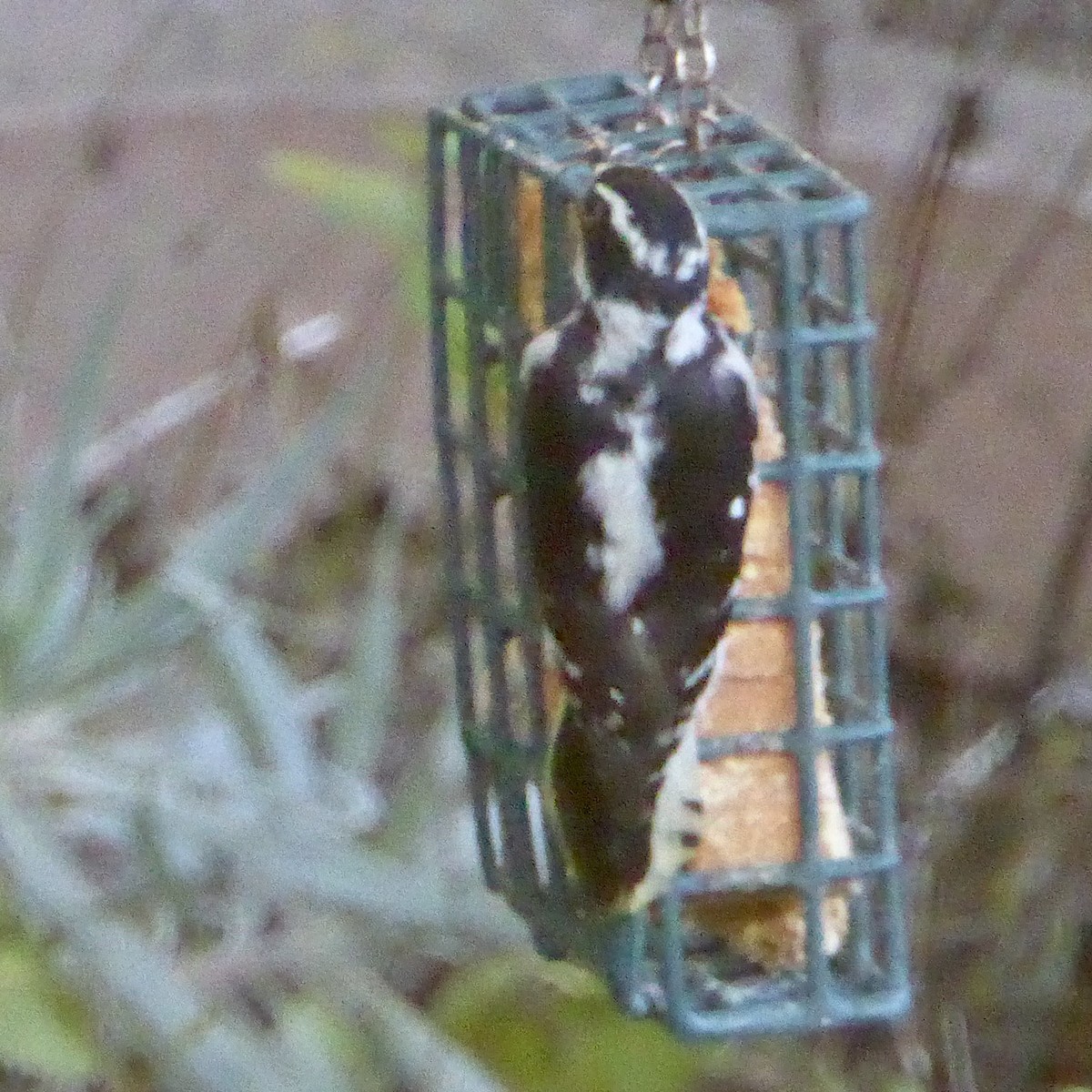 Downy Woodpecker - ML642631087