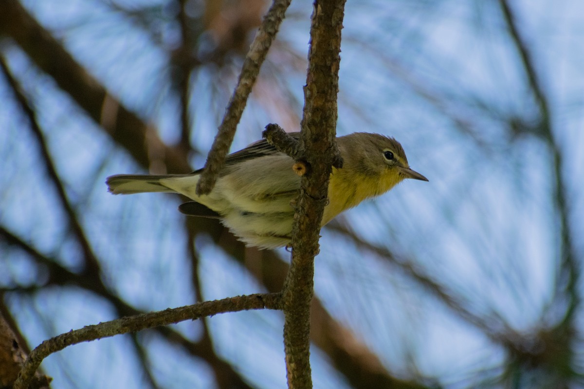 Pine Warbler - ML642631090