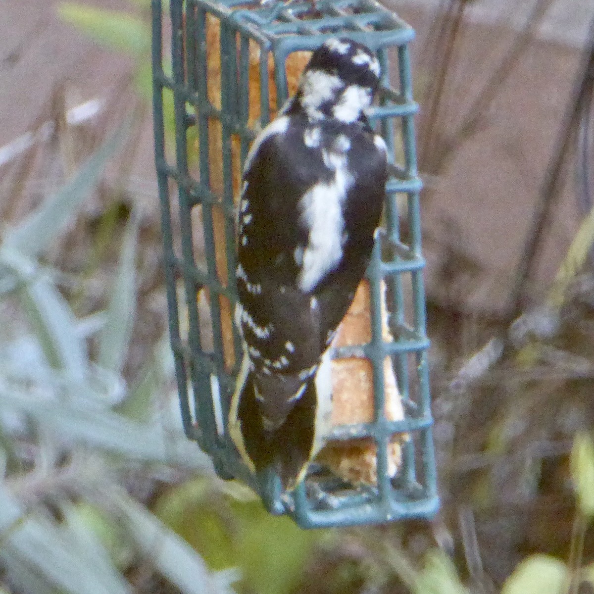 Downy Woodpecker - ML642631091