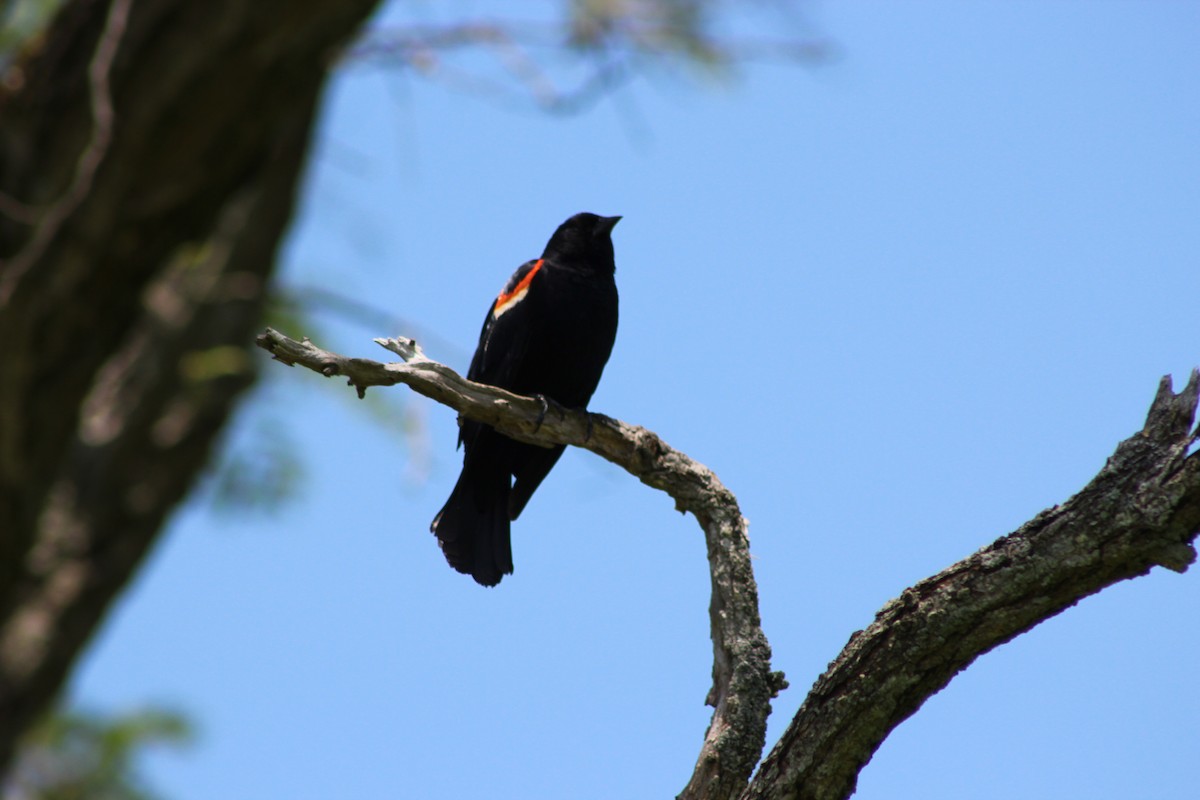 Red-winged Blackbird - ML642631093