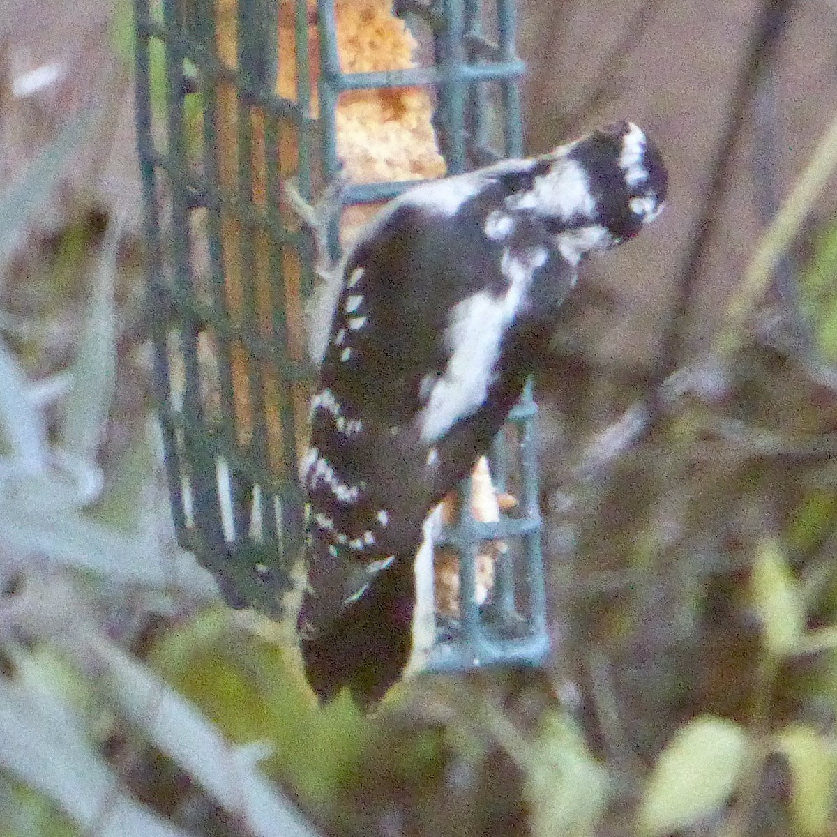 Downy Woodpecker - ML642631099