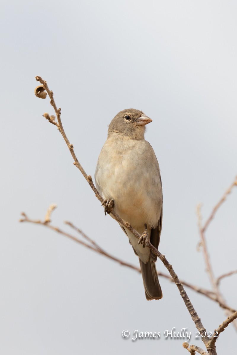 Yellow-spotted Bush Sparrow - ML642631101