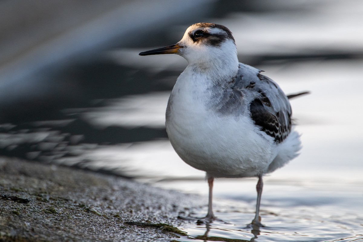Red Phalarope - ML642631103