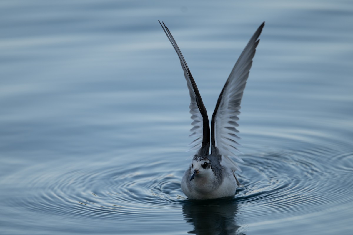 Red Phalarope - ML642631110