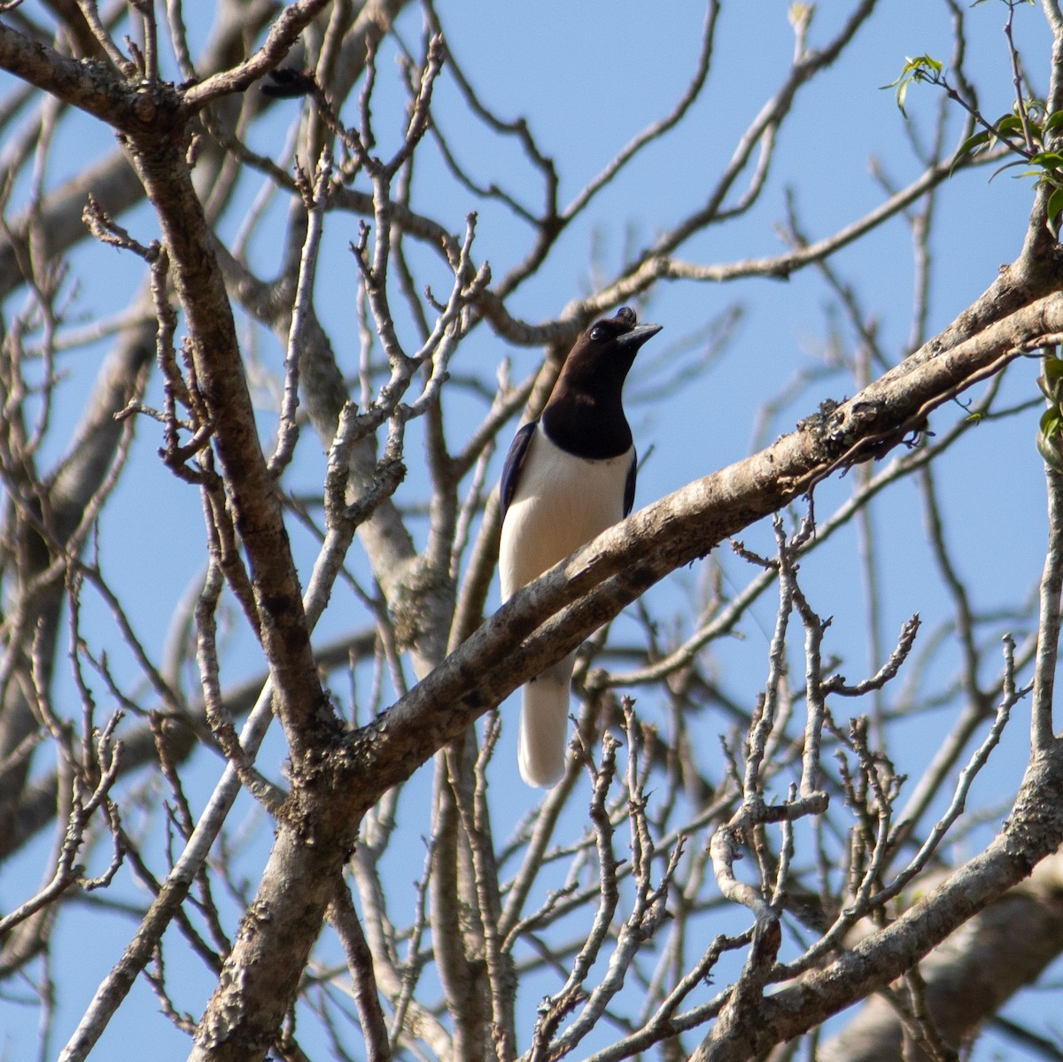 Curl-crested Jay - ML642631111