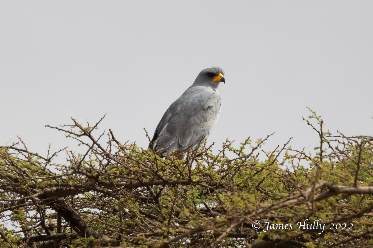 Eastern Chanting-Goshawk - ML642631115
