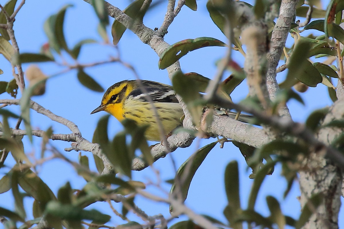 Blackburnian Warbler - ML642631123