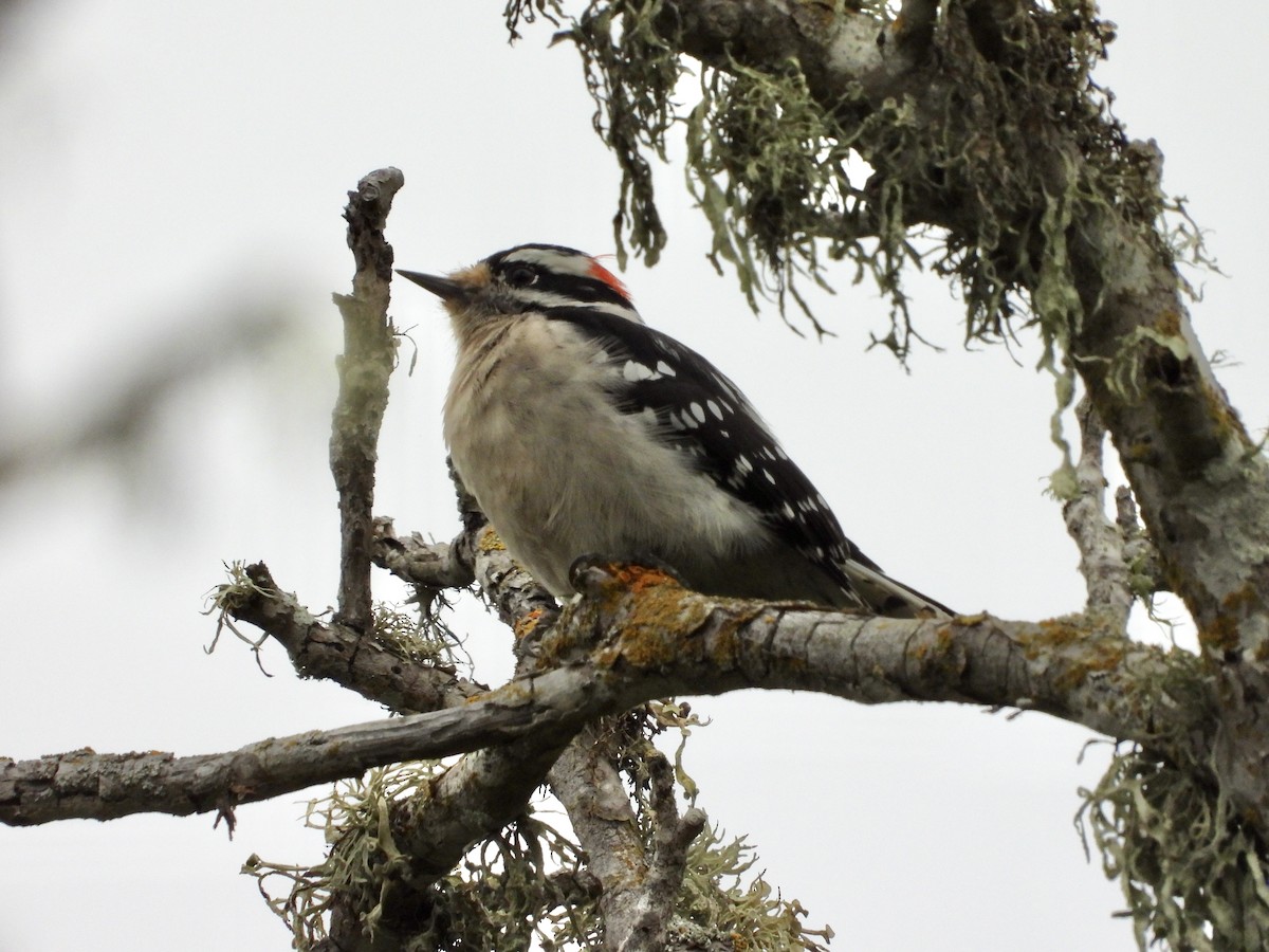 Downy Woodpecker - ML642631141